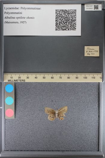 Media type: image;   Entomology 193420
